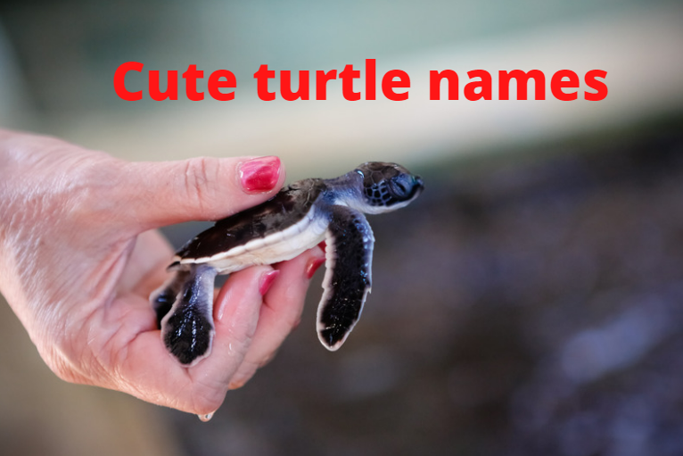Cute Pet Turtle Names Guaranteed to Make You Smile: Funny & Good