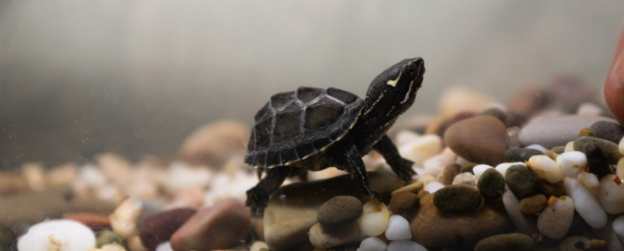 Lot set of 9 NEW Different mini tiny turtles tortoises;detailed