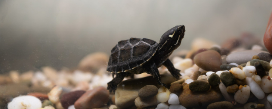 6 Small Baby Turtles to Melt Your Heart: The Cutest Small Pet Turtles