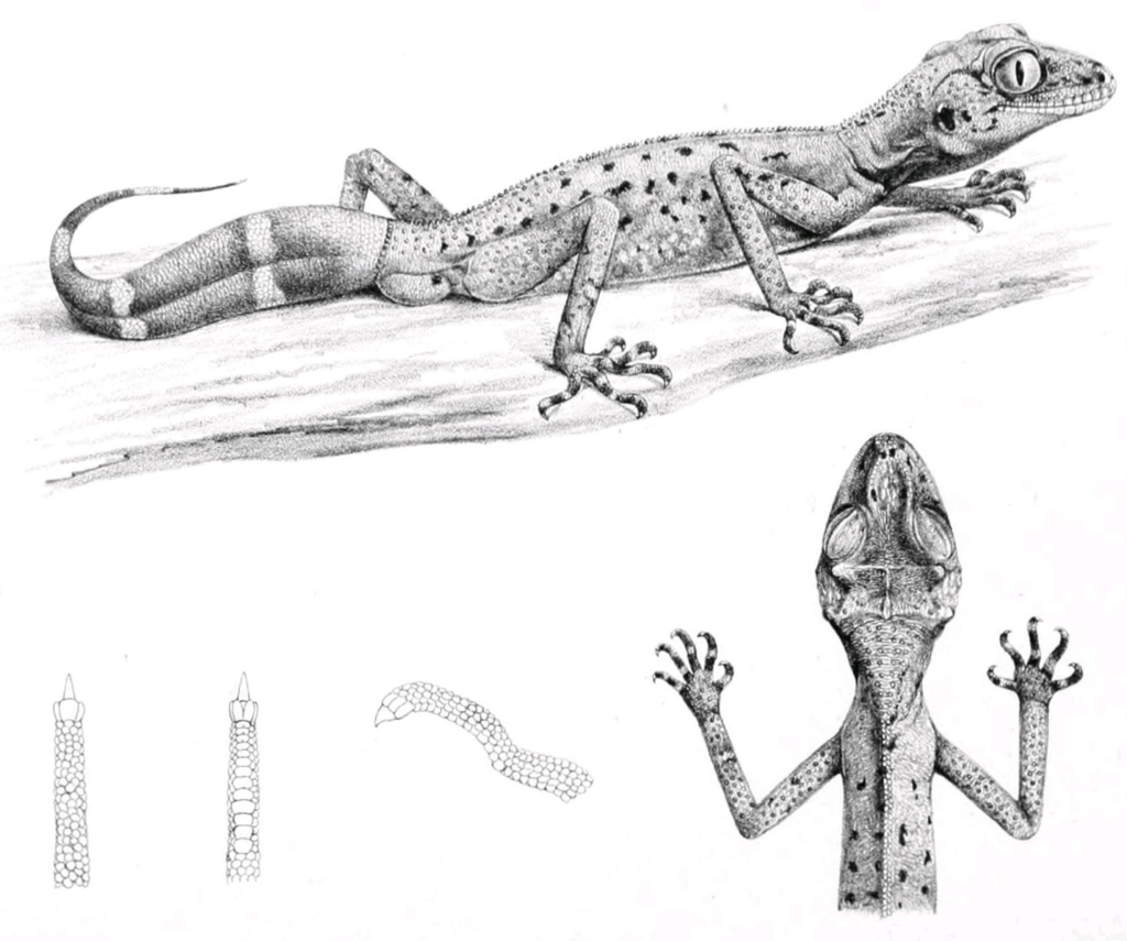 Drawing of Carphodactylus laevis, illustration from original description, 1897.