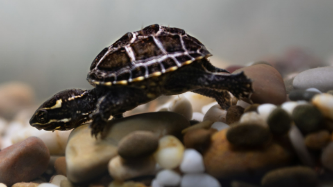 Common musk turtle, a small and popular turtle