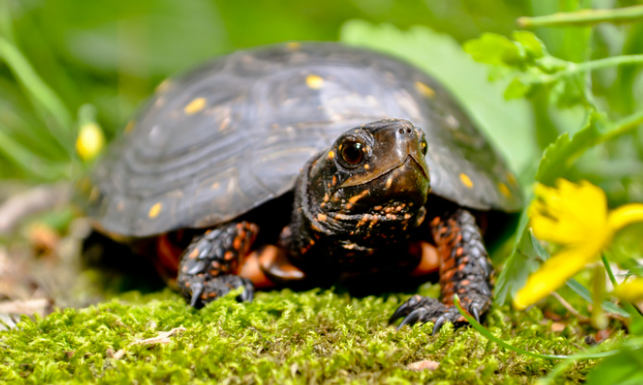 Michigan Spotted Turtle, a small but hardy turtle.