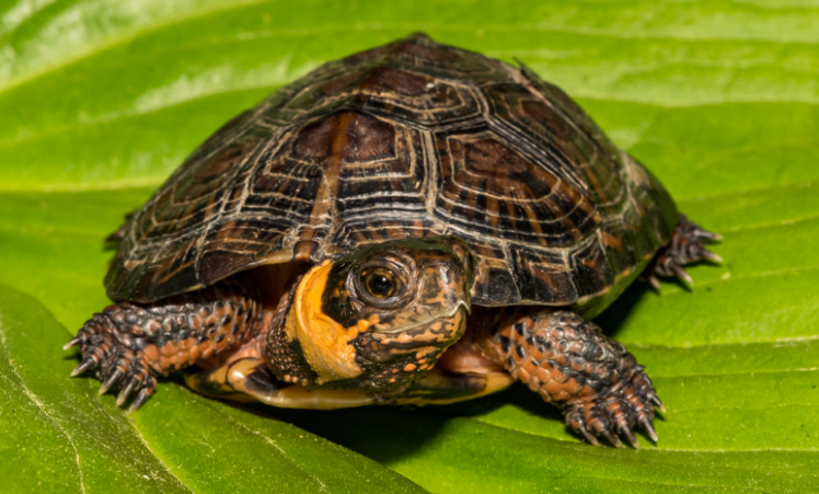 Bog Turtle, a feisty and small pet turtle.