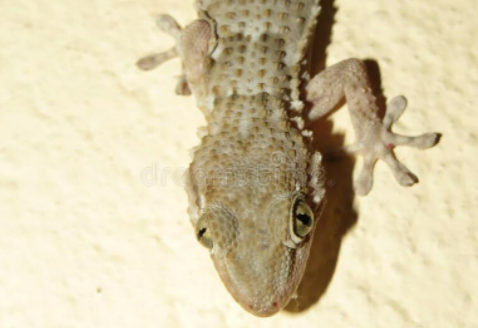 Moorish gecko