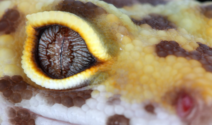 Gecko usually lacks eyelids.