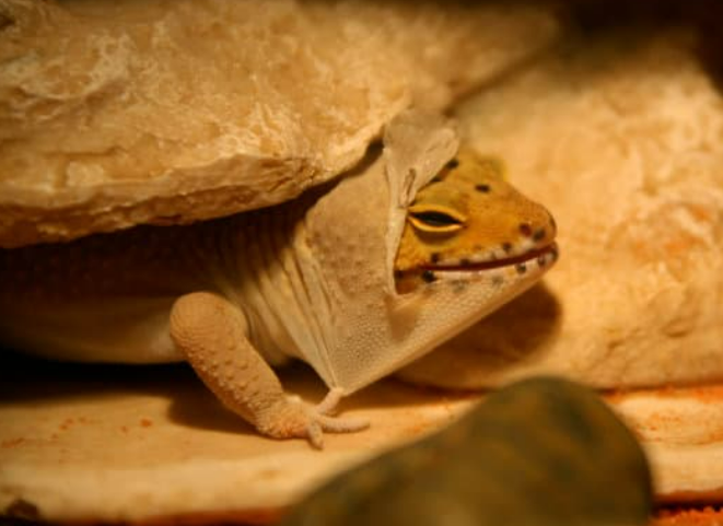 Gecko shedding.