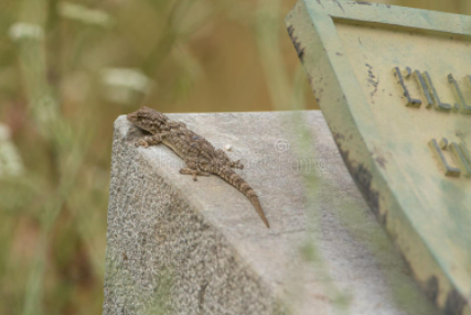 Moorish gecko resting