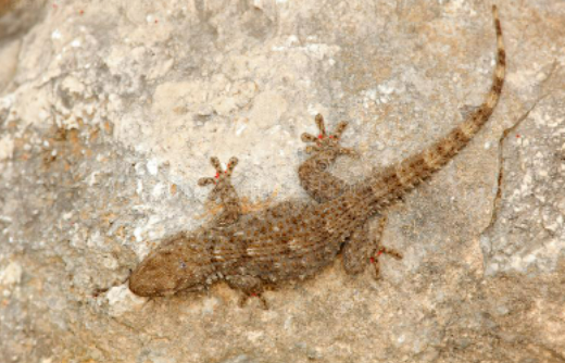 Crocodile gecko diet