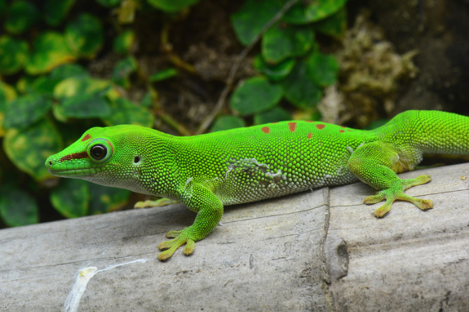 Phelsuma grandis - a common day gecko as pet today