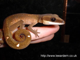 Cat Gecko (Aeluroscalabotes felinus) photo 3
