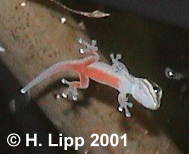 Lygodactylus kimhowelli (Tanzanian dwarf gecko) photo.