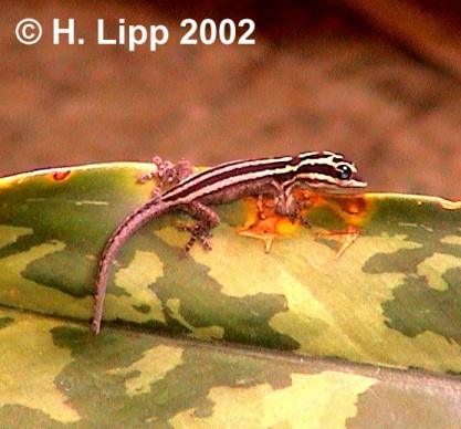 Lygodactylus kimhowelli (Zebra dwarf gecko) photot.