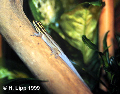 Lygodactylus kimhowelli (Kim Howell's dwarf gecko) photo.