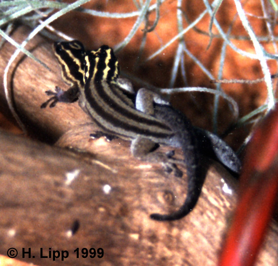 Photo of two Lygodactylus kimhowelli (Kim Howell's dwarf gecko) mating.