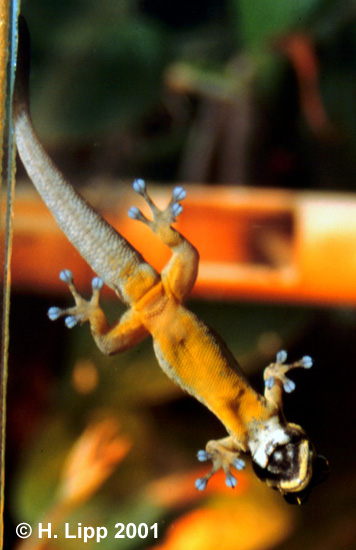 Photo of a Lygodactylus kimhowelli (Kim Howell's dwarf gecko) climbing the wall.