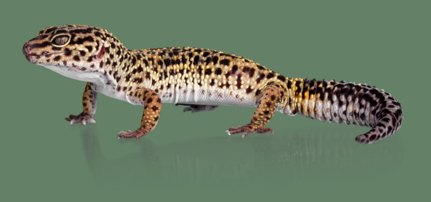 Leopard gecko is a popular pet reptile.