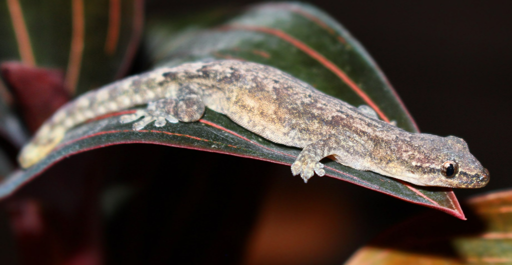 Mourning gecko (Lepidodactylus lugubris), also known as common smooth-scaled gecko.