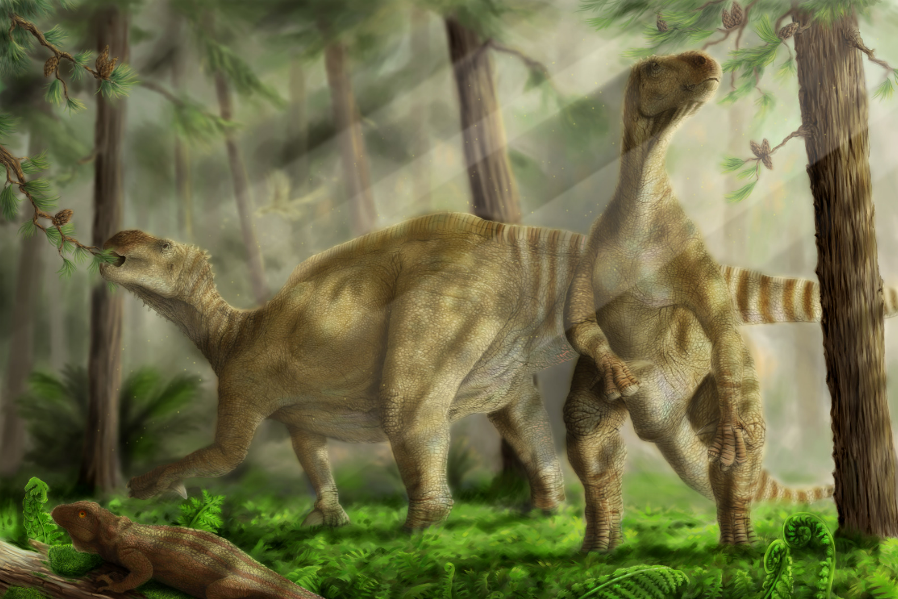 Iguanodon -Famed for its thumb spikes and herbivorous diet.