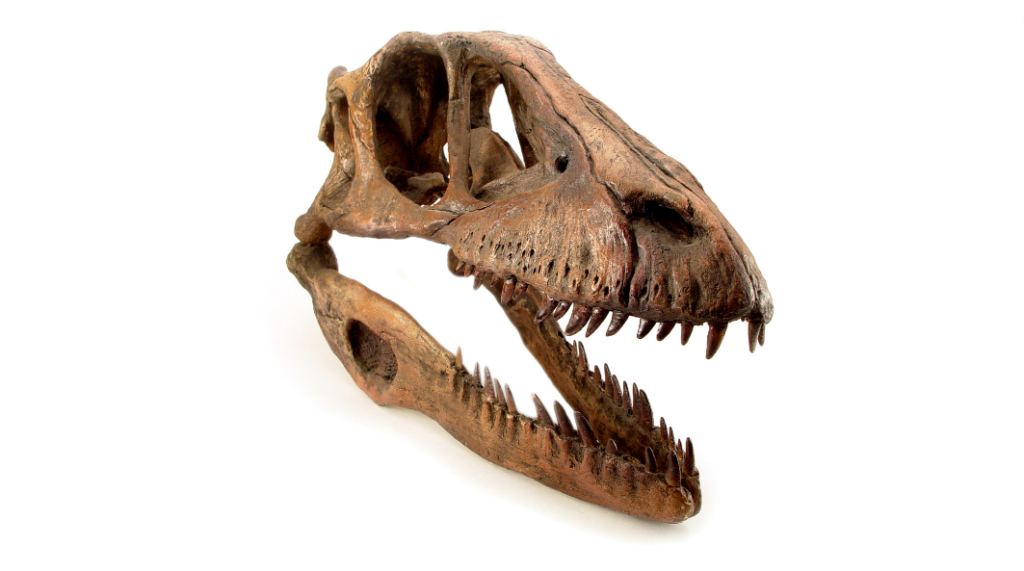 Deinonychus skull - Renowned for its razor-sharp claws.