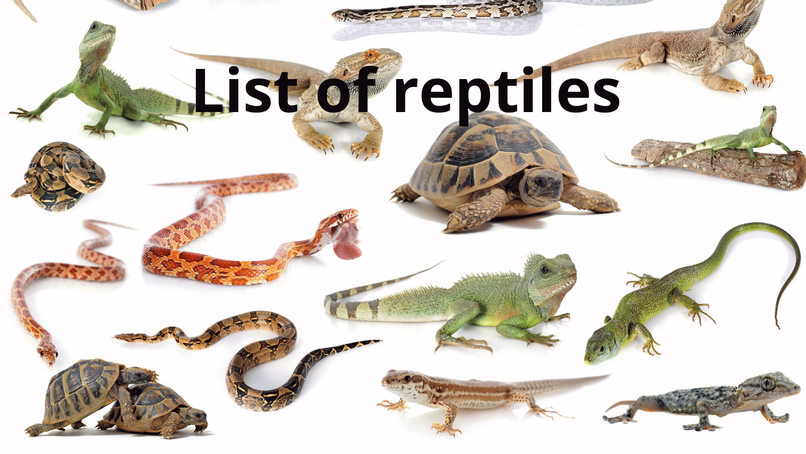 List of reptiles, which is your favorite type?