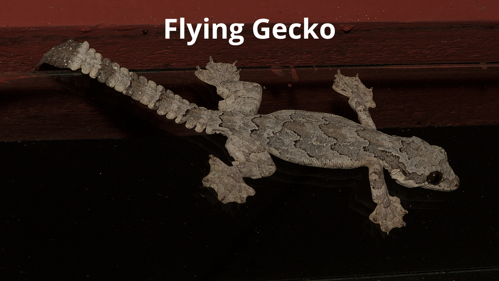 The Magic of Flying Geckos: Gliders of the Rainforest