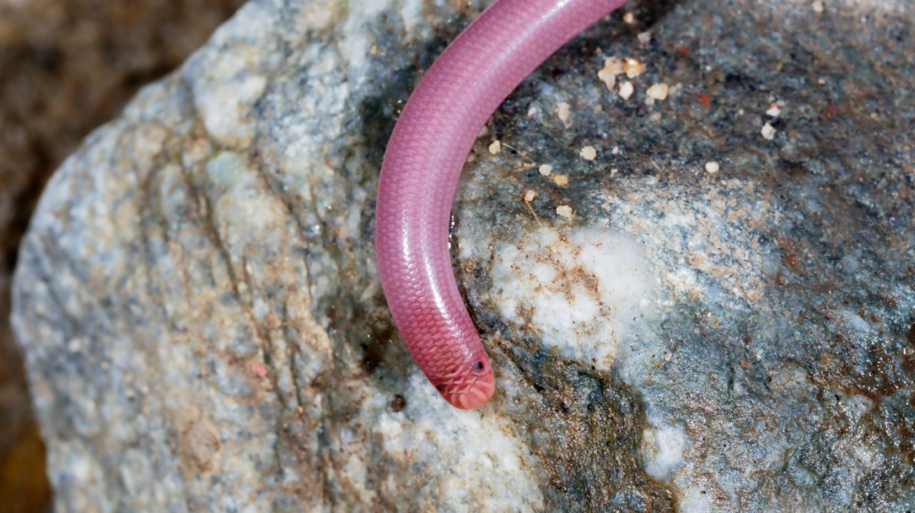 Scolecophidia Group of Squamata includes the species European blind snake (Typhlops vermicularis).