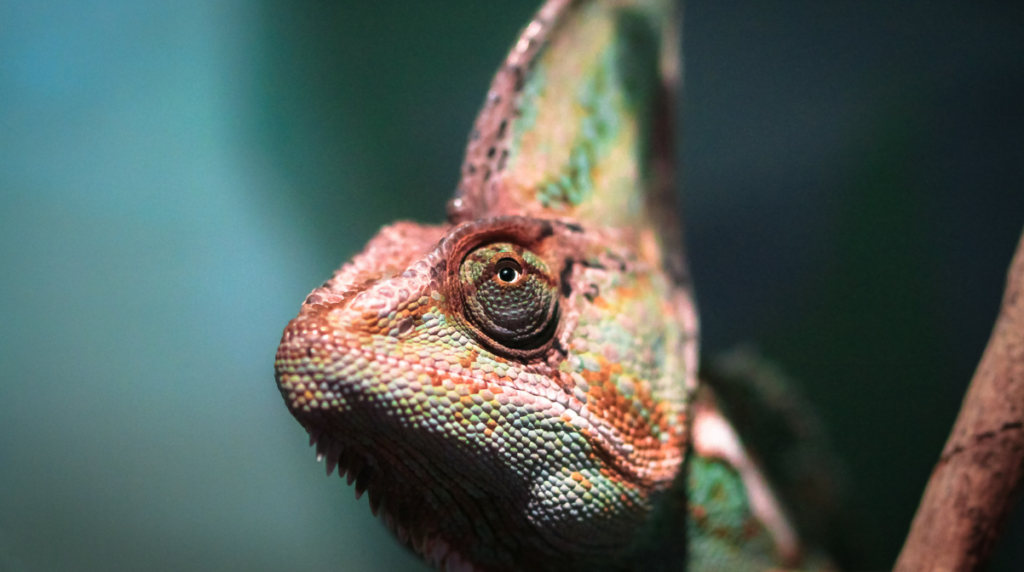 The Iguania Group of Squamates includes the species Veiled chameleon.