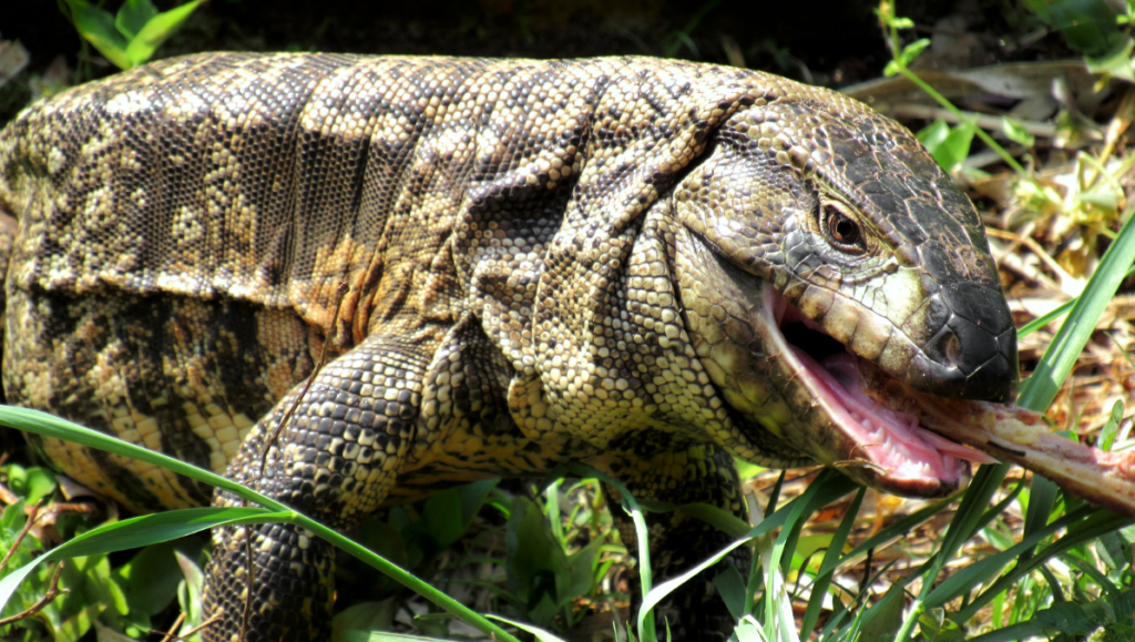 The Lacertoidea family of Squamates includes the Gold Tegu species.