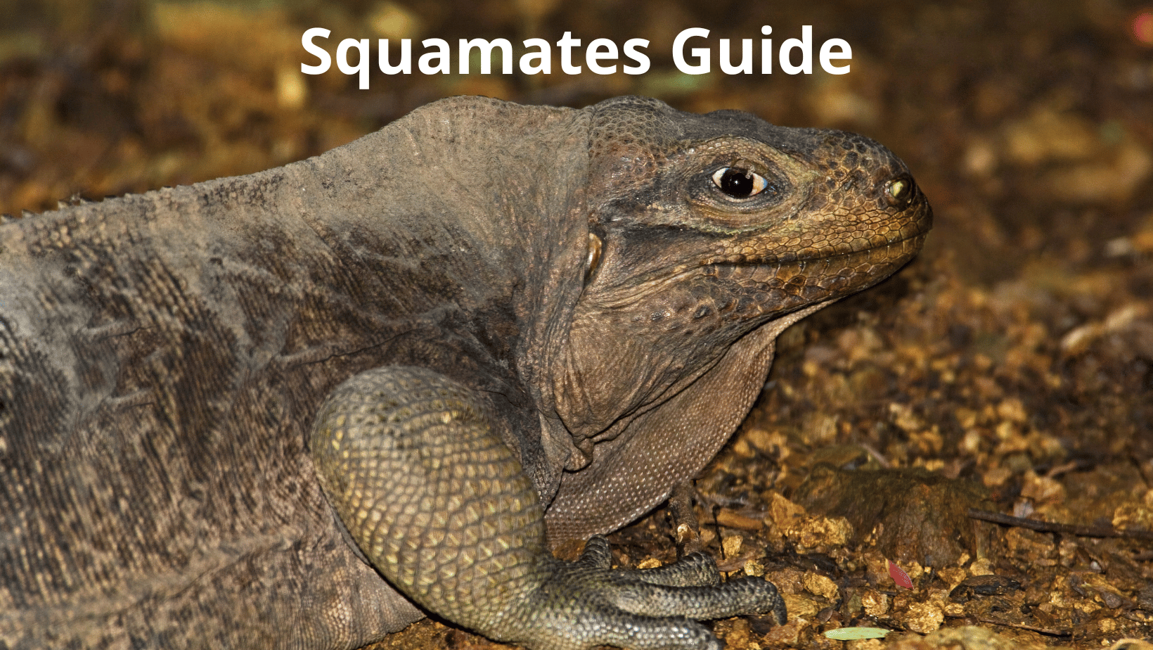 Exploring the Diversity of Squamates: A Guide to the 10,900 Species Across 60 Families