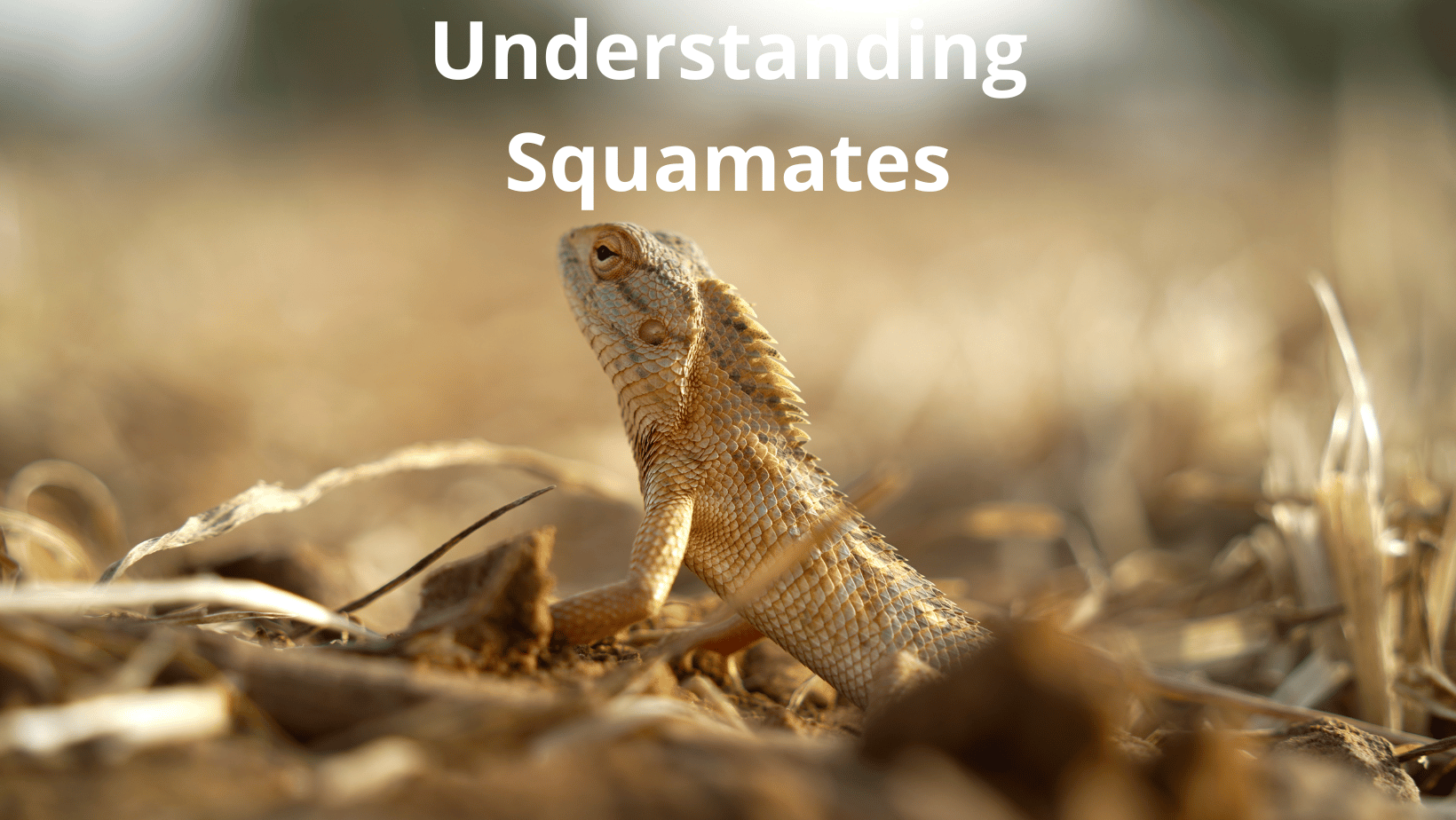 Unraveling the Mysteries of Squamates: From Tiny Geckos to Majestic Pythons
